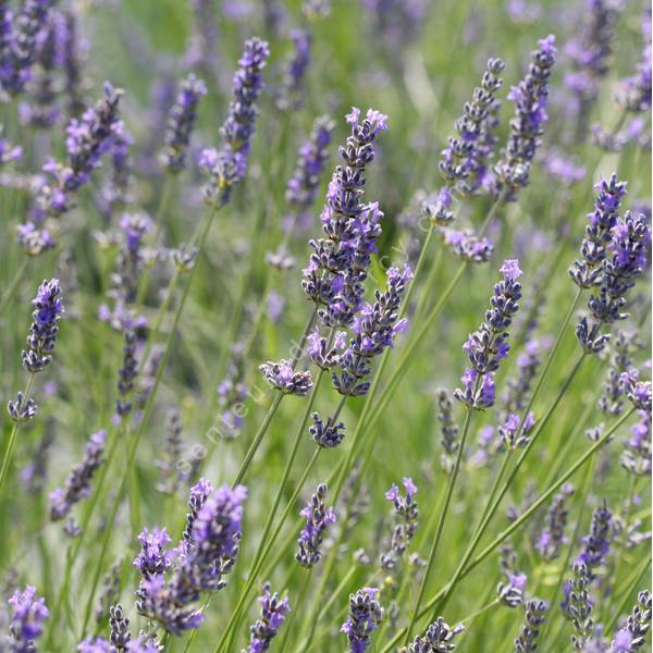 Lavandula x intermedia 'Séguret' - Lavandin