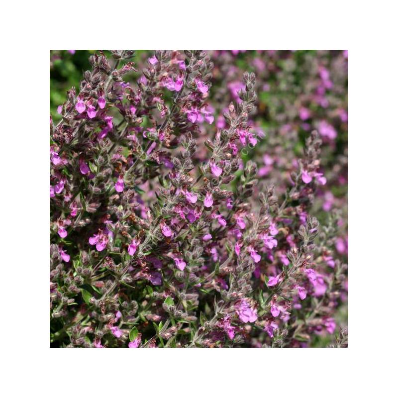 Teucrium x lucidrys - Germandrée