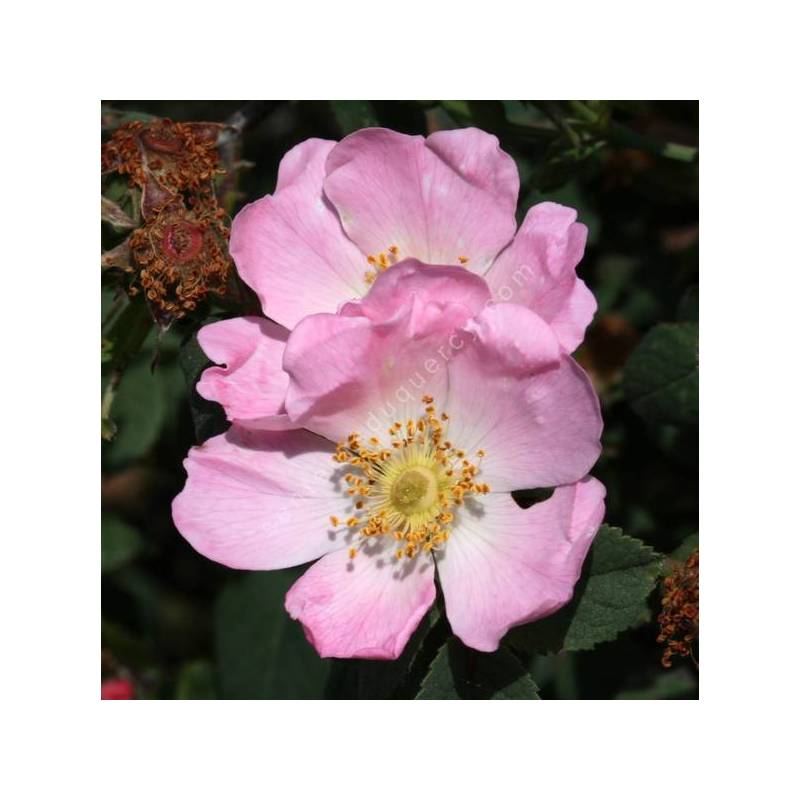 Rosa canina - Églantier - Gratte-Cul