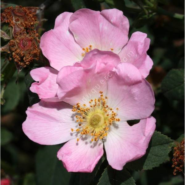 Rosa canina - Églantier - Gratte-Cul