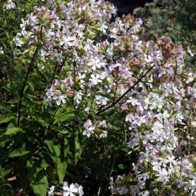 Saponaria officinalis ''fleur blanche'' - Herbe à savon