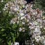 Saponaria officinalis ''fleur blanche'' - Herbe à savon