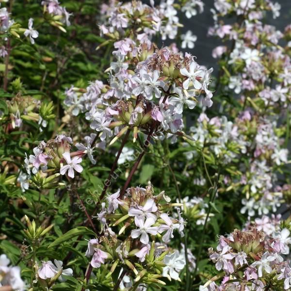 Saponaria officinalis ''fleur blanche'' - Herbe à savon