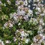 Saponaria officinalis ''fleur blanche'' - Herbe à savon