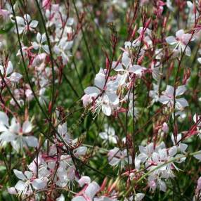 Gaura lindheimeri - Gaura blanc