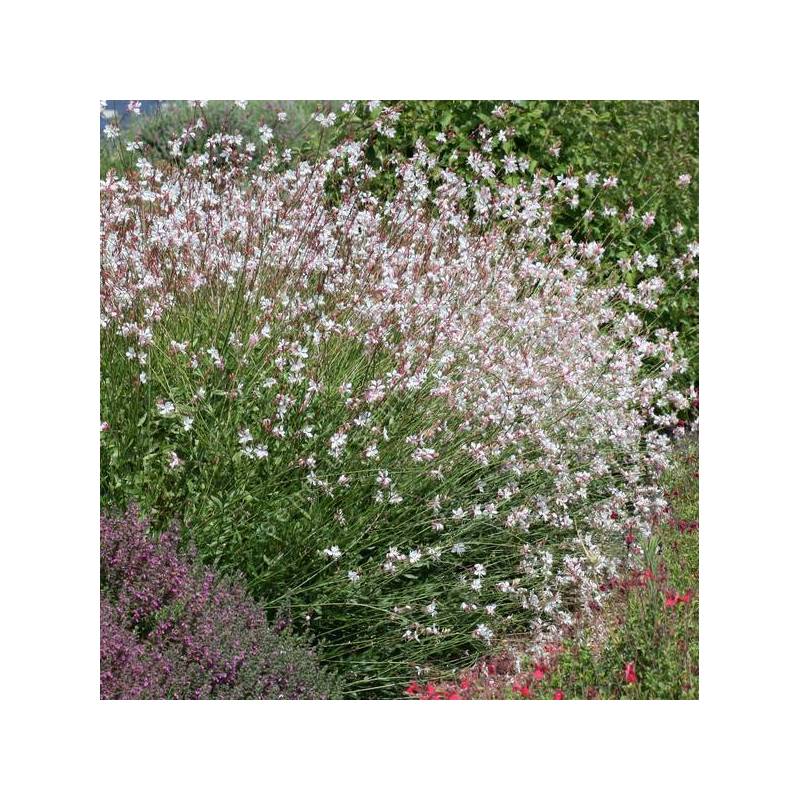 Gaura lindheimeri - fleur blanche pour jardin sec tout l'été