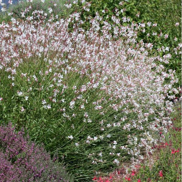 Gaura lindheimeri - fleur blanche pour jardin sec tout l'été