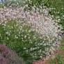 Gaura lindheimeri - Gaura blanc