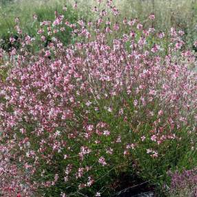 Gaura lindheimeri 'Siskiyou Pink' - Gaura rose