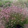 Gaura lindheimeri 'Siskiyou Pink' - Gaura rose