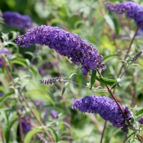 Buddleja davidii 'Nanho Blue' - Arbre aux papillons