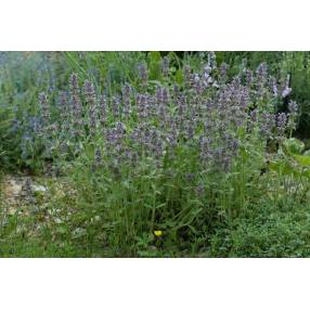 Stachys byzantina 'Silky Fleece'