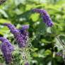 Buddleja davidii 'Nanho Blue' - Arbre aux papillons