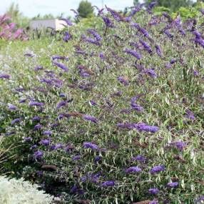 Buddleja davidii 'Nanho Blue' - Arbre aux papillons