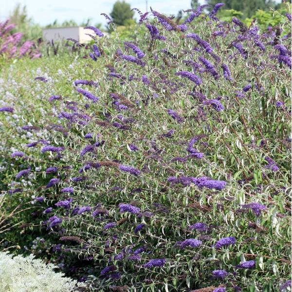 Buddleja davidii 'Nanho Blue' - Arbre aux papillons