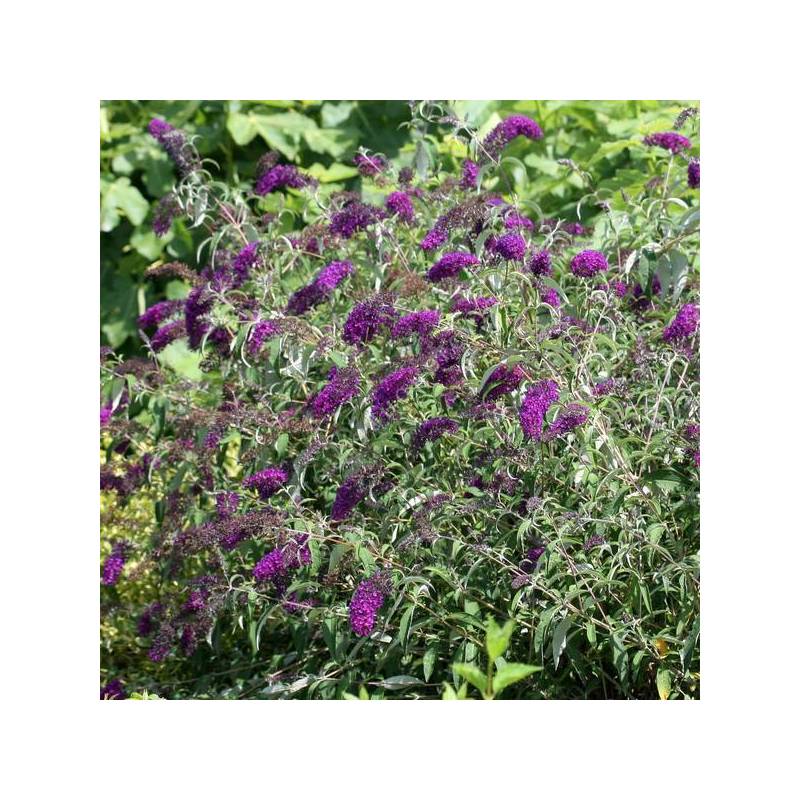 Buddleja davidii 'Nanho Purple' - Arbre aux papillons