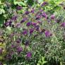 Buddleja davidii 'Nanho Purple' - Arbre aux papillons