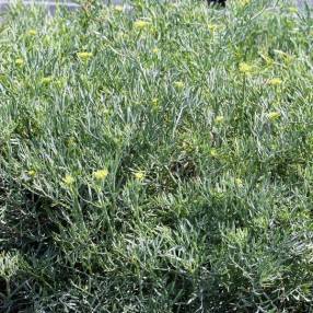 Crithmum maritimum - Criste marine