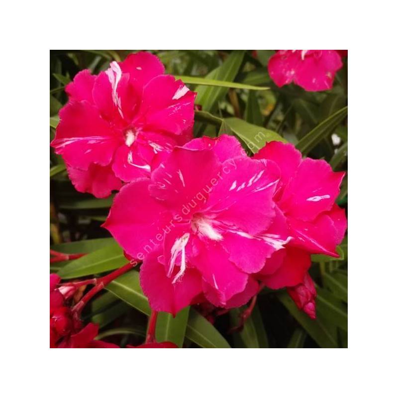 Laurier-rose 'Commandant Barthélémy' - Nerium rouge double
