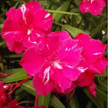 Laurier-rose 'Commandant Barthélémy' - Nerium rouge double