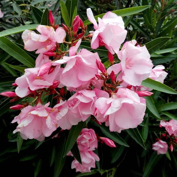 Laurier-rose à fleurs rouges - Nerium oleander