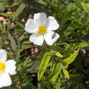 Cistus monspeliensis - Ciste de Montpellier