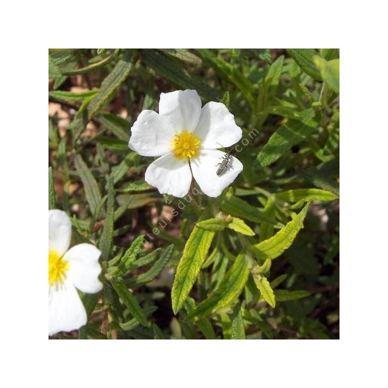 Cistus monspeliensis - Ciste de Montpellier