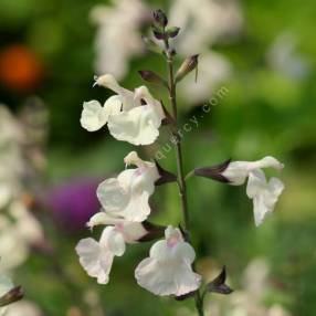 Salvia 'Ballerina' - Sauge arbustive jaune