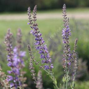 Longues panicules bleu violet de Salvia virgata