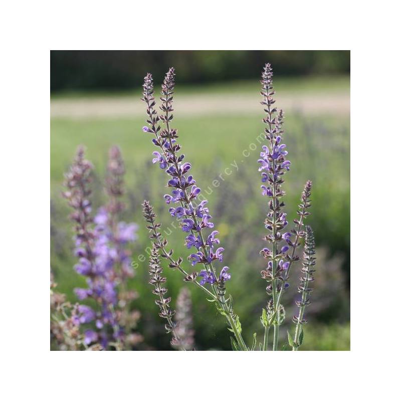 Longues panicules bleu violet de Salvia virgata