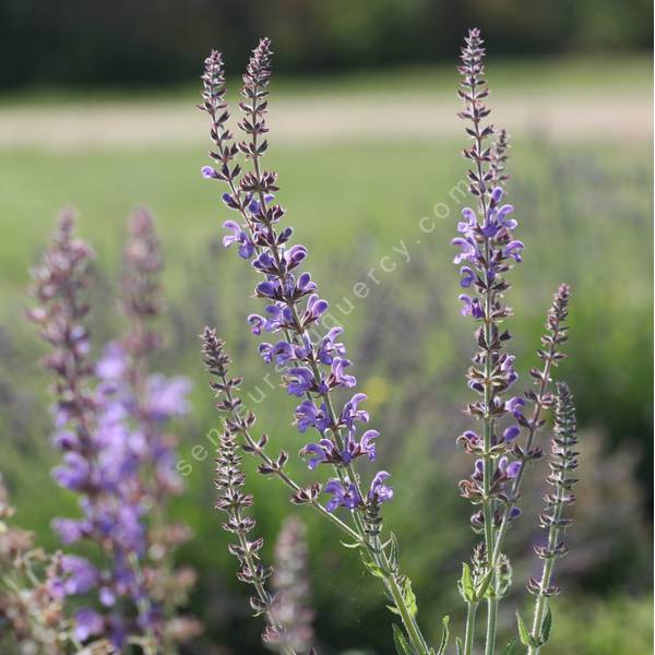 Longues panicules bleu violet de Salvia virgata