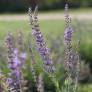 Longues panicules bleu violet de Salvia virgata