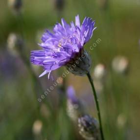 Catananche caerulea - Cupidone