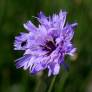 Catananche caerulea - Cupidone