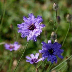 Catananche caerulea - Cupidone