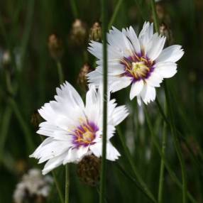Catananche caerulea 'Alba' - Cupidone à fleur blanche