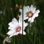 Catananche caerulea 'Alba' - Cupidone à fleur blanche