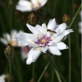 Catananche caerulea 'Alba' - Cupidone à fleur blanche