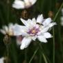 Catananche caerulea 'Alba' - Cupidone à fleur blanche