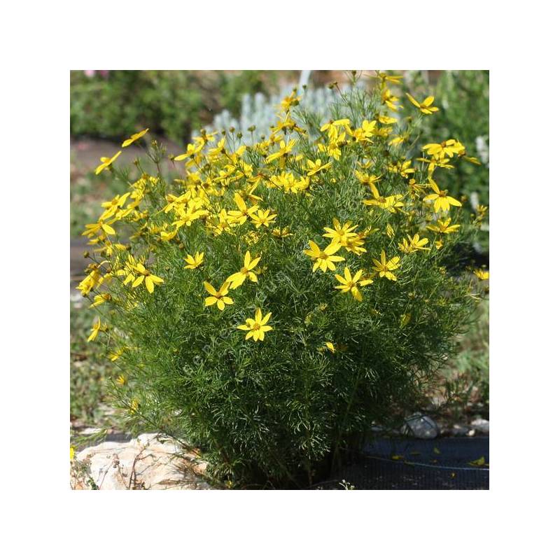 Coreopsis verticillata 'Zagreb' - Oeuil de jeune fille