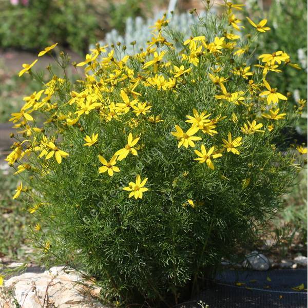 Coreopsis verticillata 'Zagreb' - Oeuil de jeune fille Coreopsis verticillata 'Zagreb' - Oeuil de jeune fille