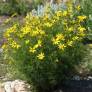 Coreopsis verticillata 'Zagreb' - Oeuil de jeune fille