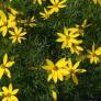 Coreopsis verticillata 'Zagreb' - Oeuil de jeune fille