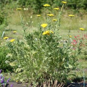 Achillea filipendulina - Achillée eupatoire