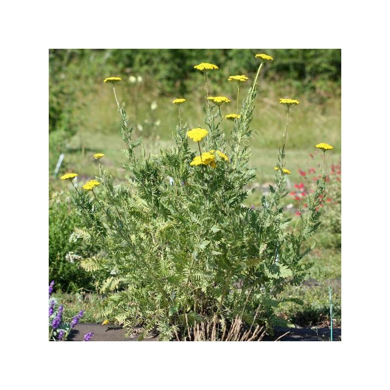 Achillea filipendulina - Achillée eupatoire