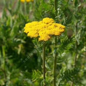 Achillea filipendulina - Achillée eupatoire