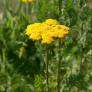 Achillea filipendulina - Achillée eupatoire