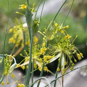 Allium flavum - Ail à floraison jaune