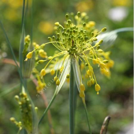 Allium flavum - Ail à floraison jaune