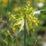Allium flavum - Ail à floraison jaune